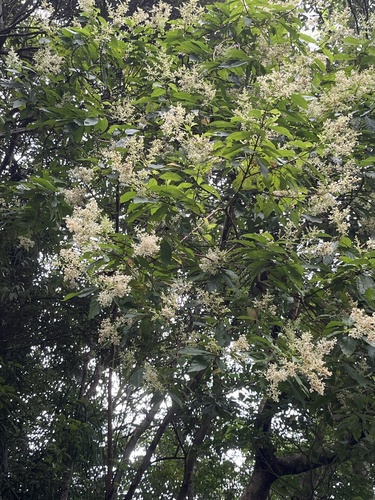 Wendlandia formosana iNat (1)