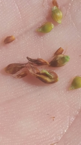 Image of Rhynchospora baldwinii by (c) Jay Horn, some rights reserved (CC BY)