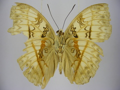 Cymothoe jodutta mostinckxi