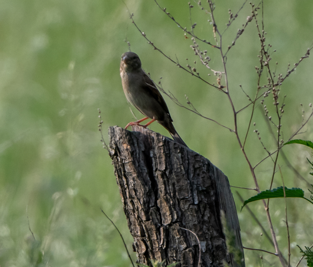 house-sparrow-from-gatow-14089-berlin-bezirk-spandau-deutschland-on
