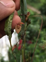 Pleurothallis ensata