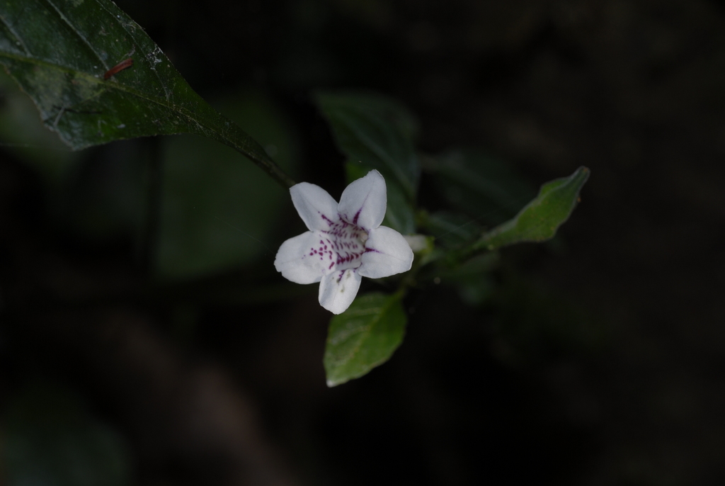 Asystasia malawiana