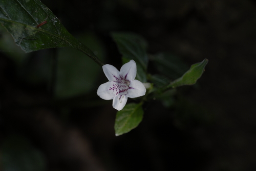 Asystasia malawiana image