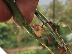 Pleurothallis ensata