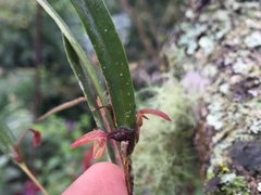 Pleurothallis ensata