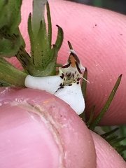 Triphysaria versicolor versicolor