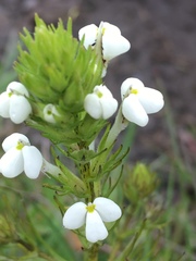 Triphysaria versicolor versicolor