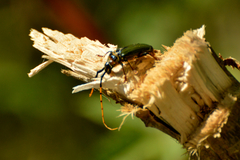 Retrachydes thoracicus