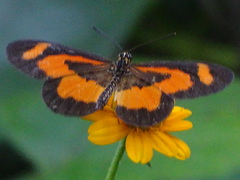 Acraea bonasia