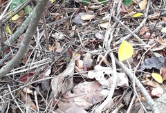 Stenocercus erythrogaster