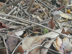 Stenocercus erythrogaster