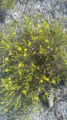 Hypericum tenuifolium
