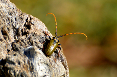 Retrachydes thoracicus