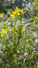 Hypericum tenuifolium