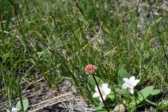 Micranthes aprica