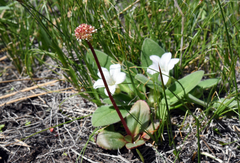 Micranthes aprica