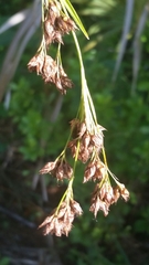 Rhynchospora odorata