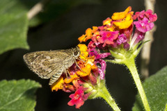 Callimormus corades