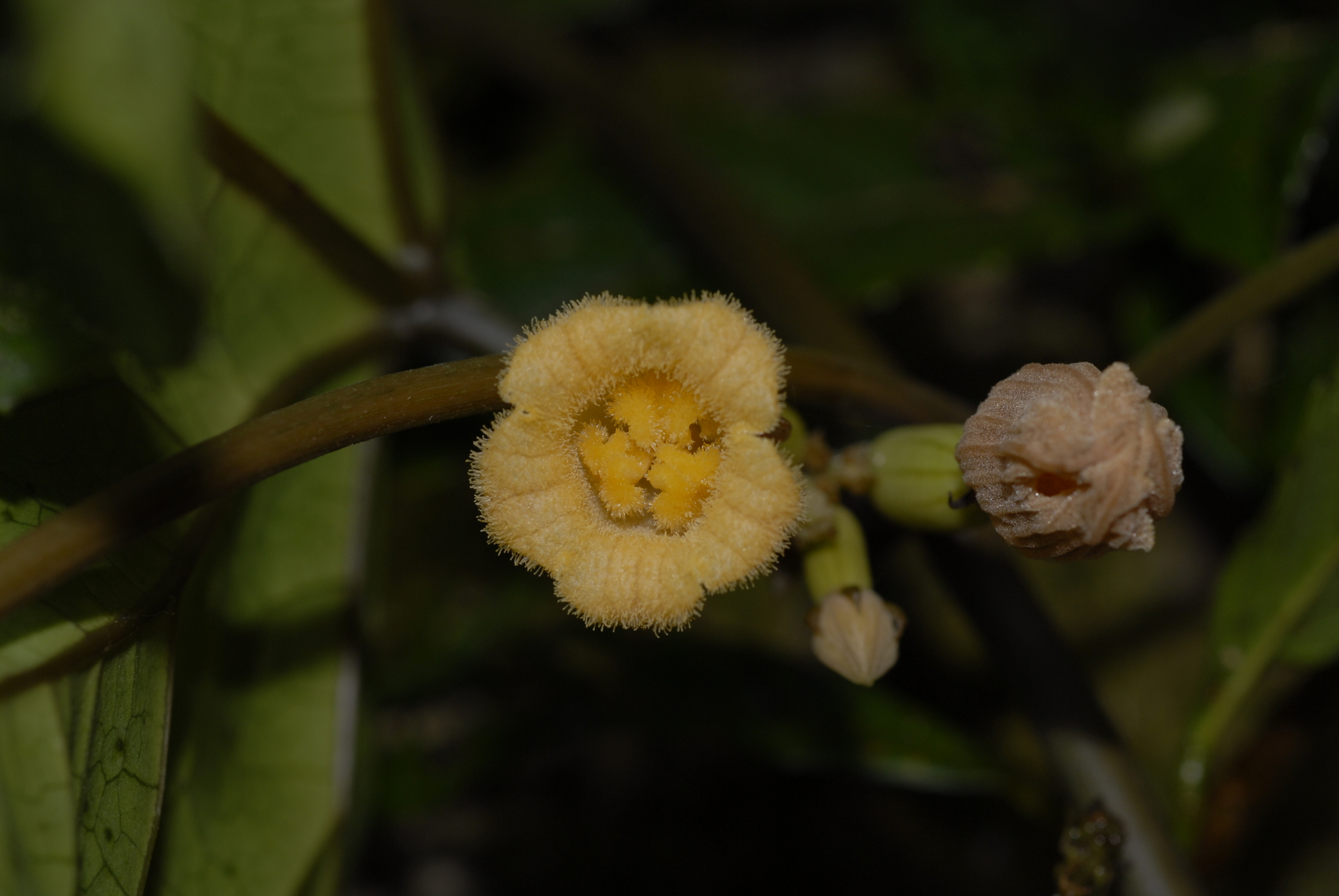 Coccinia barteri