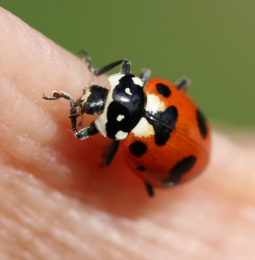 Casey's Lady Beetle