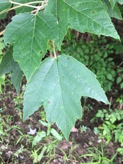 Acer rubrum drummondii