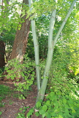 Acer capillipes