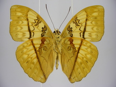 Cymothoe jodutta mostinckxi