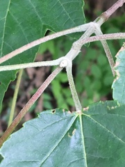 Acer rubrum drummondii