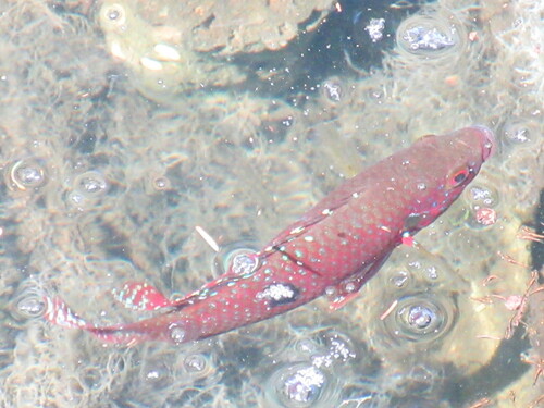 African jewelfish (Hemichromis letourneuxi) — Cichlidae — 3