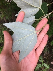 Acer rubrum drummondii