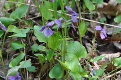 Viola uliginosa