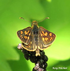 Carterocephalus mandan