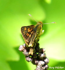 Carterocephalus mandan