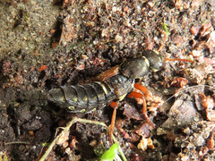 Staphylinus caesareus