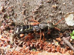 Staphylinus caesareus