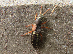 Staphylinus caesareus