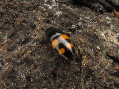 Glischrochilus grandis