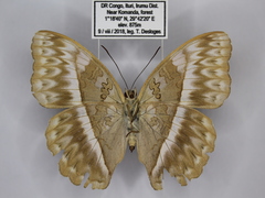 Cymothoe jodutta mostinckxi