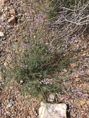 Astragalus wingatanus