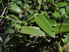 Vanilla chamissonis, photograph (c) Fabrício Mil Homens Riella, some rights reserved (CC BY)