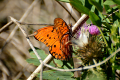 Dione vanillae maculosa