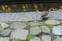 Passer domesticus