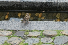 Passer domesticus