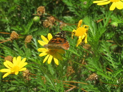 Vanessa cardui