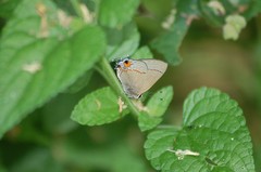 Electrostrymon hugon