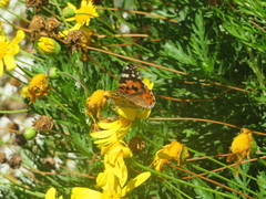 Vanessa cardui