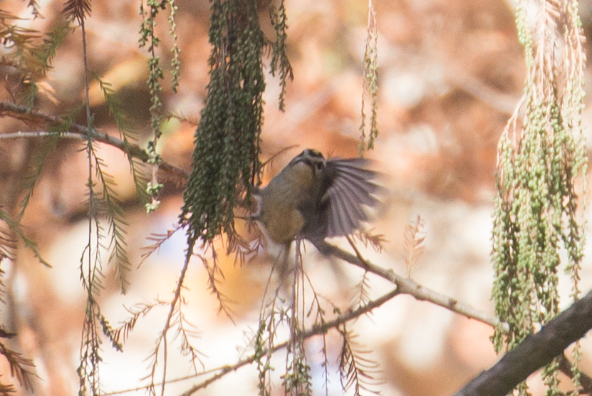 Golden-crowned Kinglet from Los Cavazos, 67300 Santiago, N.L., Mexico ...