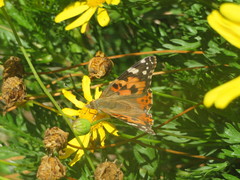 Vanessa cardui