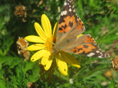Vanessa cardui