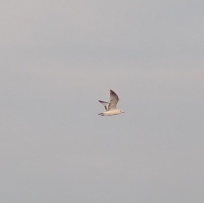 Ring-billed Gull photographed in Iowa